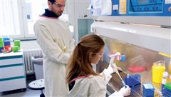 Επιστήμονες μετέτρεψαν αρσενικά ποντίκια σε θηλυκά!