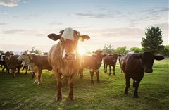 Προληπτικά μέτρα στον Έβρο λόγω κρούσματος οζώδους δερματίτιδας στην Τουρκία