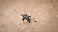 Και η Καλαμαριά στους δήμους που σαρώνει ο ιός του Δυτικού Νείλου