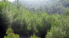 Τμήμα του δάσους Σέιχ Σου καθαρίζουν δήμος Θεσσαλονίκης και εθελοντές