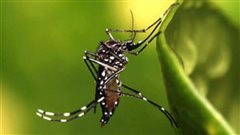 Δύο ακόμη κρούσματα του ιού του Δυτικού Νείλου στην Κεντρική Μακεδονία