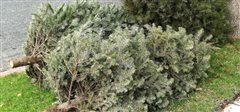 Συγκέντρωση και ανακύκλωση χριστουγεννιάτικων δέντρων