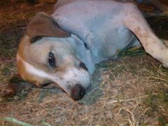 Χάθηκε σκύλος στην Καλαμαριά - Μπορείς να βοηθήσεις;